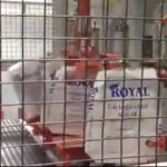 automatic-valve-bag-placer-and-filling-machines-for-bags-of-granulated-sugar