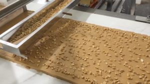 Spreading Peanuts on Snack Food Conveyor using Vibratory Feeder