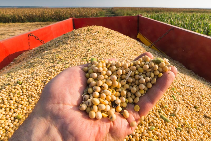 seed bagging equipment