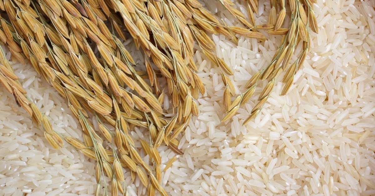 rice bagging equipment