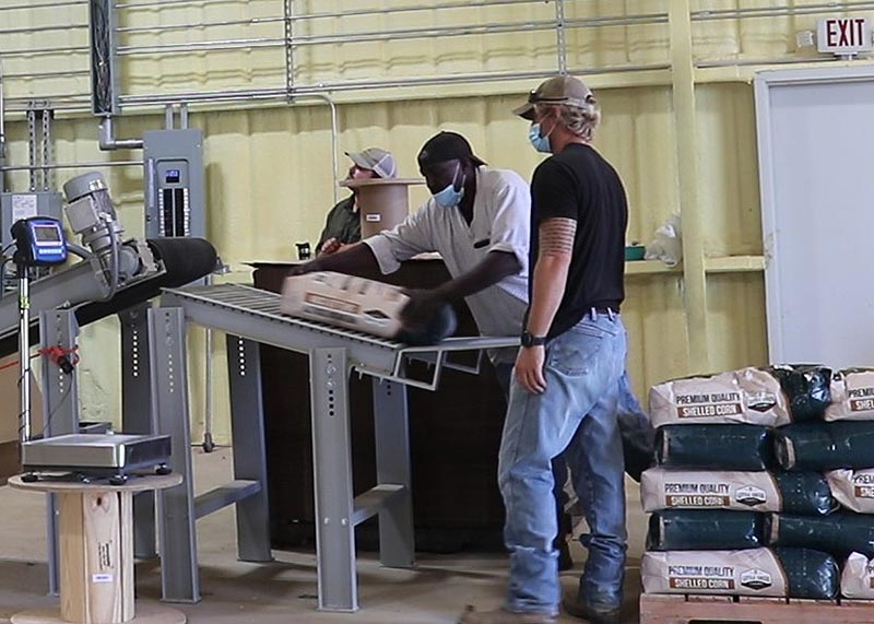 50 lb bags of shelled corn on roller conveyor for palletizing