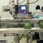 sealing bags of produce with band sealer and conveyor